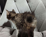 Кошки в Ливны: Котята курильского бобтейла, 12 000 руб. - фото 3