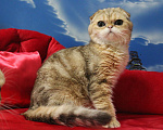 Кошки в Клине: Мраморный котик Мальчик, 15 000 руб. - фото 1