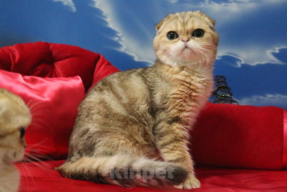 Кошки в Клине: Мраморный котик Мальчик, 15 000 руб. - фото 1