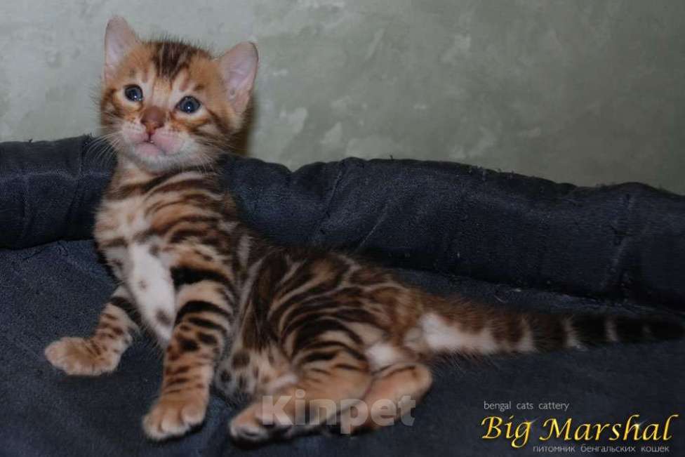 Кошки в Москве: Бенгальские котята. Девочка, 85 000 руб. - фото 3