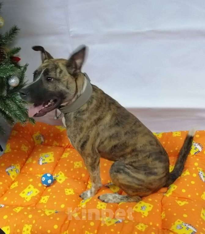 Собаки в Люберцах: Очень нужен дом нежному Баксу Мальчик, Бесплатно - фото 3