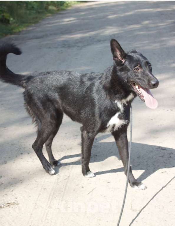 Собаки в Ярославле: Альма в добрые руки Девочка, Бесплатно - фото 5