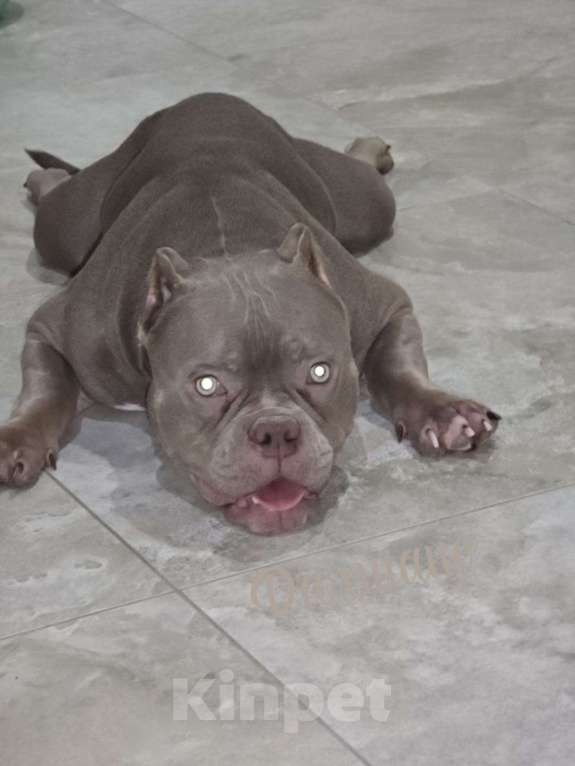 Собаки в Тюмени: Американский булли микро и микро экзот Девочка, 80 000 руб. - фото 1