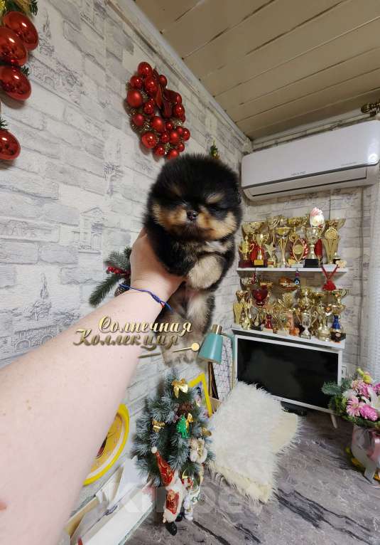 Собаки в Москве: Курносый мальчик померанского шпица черно подпалый Мальчик, Бесплатно - фото 1