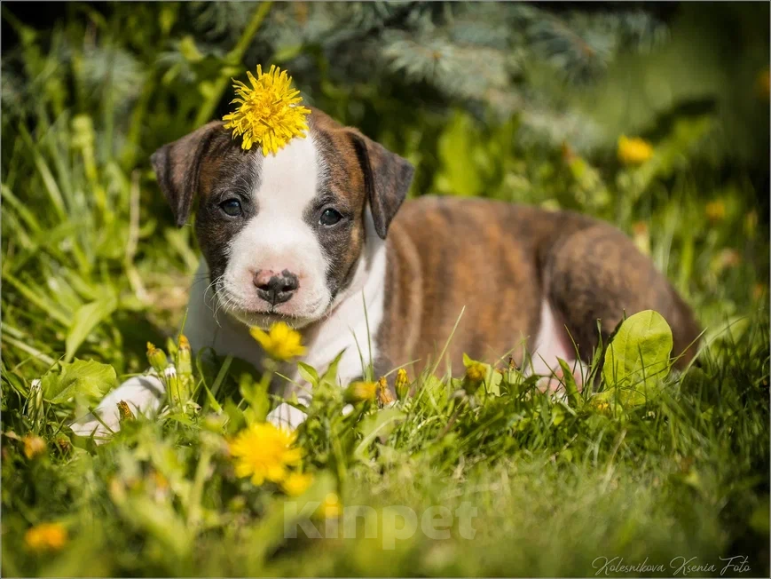 Собаки в Самаре: Щенки АСТ из питомника Мальчик, 30 000 руб. - фото 4