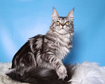 Кошки в Лодейном Поле: Кошка Мейн-Кун Рафаэлька  Девочка, 13 000 руб. - фото 8