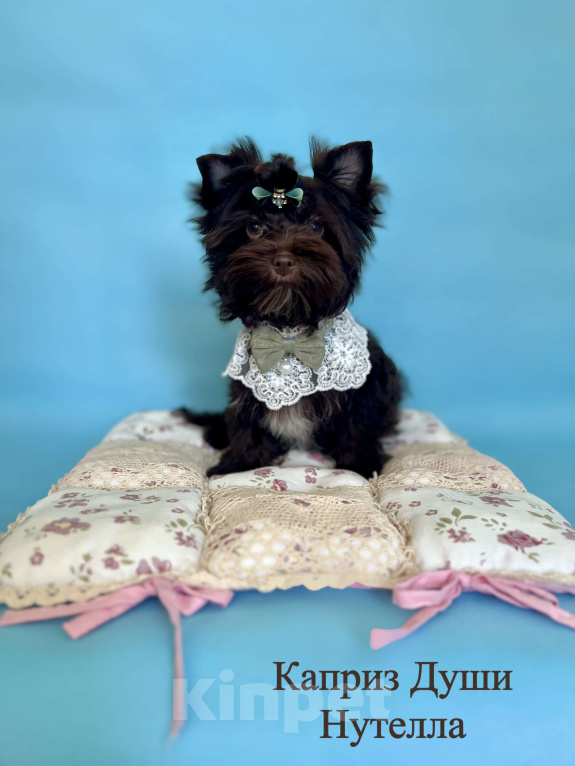 Собаки в Сосновом Бору: Девочка шоко йорка Нутелла Девочка, 50 000 руб. - фото 2