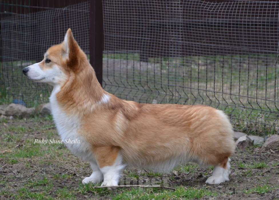 Собаки в Санкт-Петербурге: Девочка вельш корги пемброк Девочка, Бесплатно - фото 3