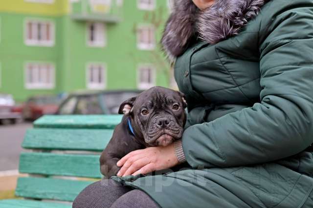 Собаки в Курске: Мальчик черного окраса Мальчик, 80 000 руб. - фото 3