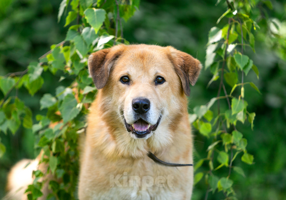 Собаки в Балашихе: Барс прекрасно подготовлен для проживания в квартире и доме.  Мальчик, Бесплатно - фото 8