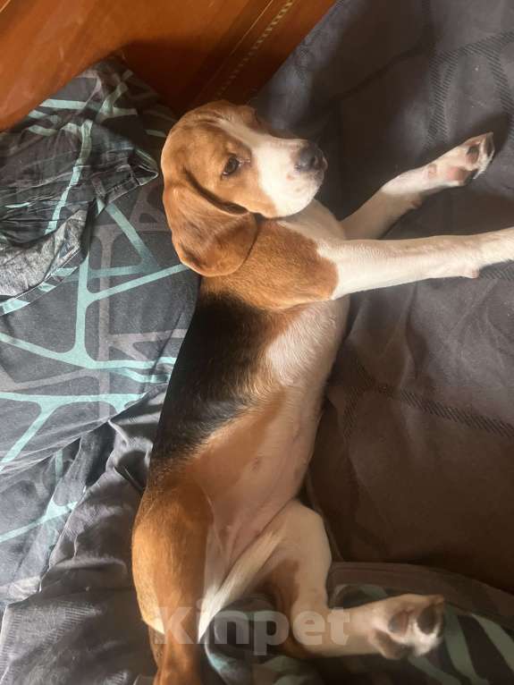 Собаки в Липецке: Продам Девочка, 17 000 руб. - фото 4