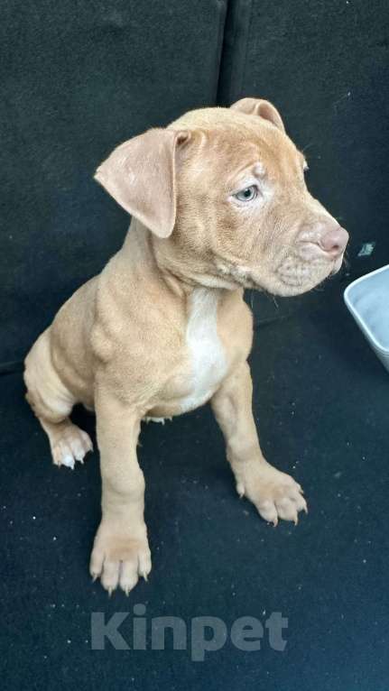 Собаки в Симферополе: Щенок питбуля Мальчик, 50 000 руб. - фото 4