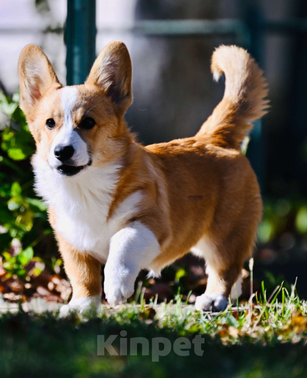 Собаки в других городах Воронежской области: Щенок Вельш Корги Пемброк Девочка, 50 000 руб. - фото 1