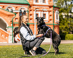 Собаки в Москве: Герда - олицетворение уюта, большой любви и верности! Девочка, Бесплатно - фото 9