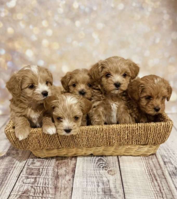 Собаки в Серпухове: Щеночки Мальтипу F1 Мальчик, Бесплатно - фото 4