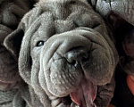 Собаки в Чапаевске: щенок породы шар-пей Девочка, 30 000 руб. - фото 3