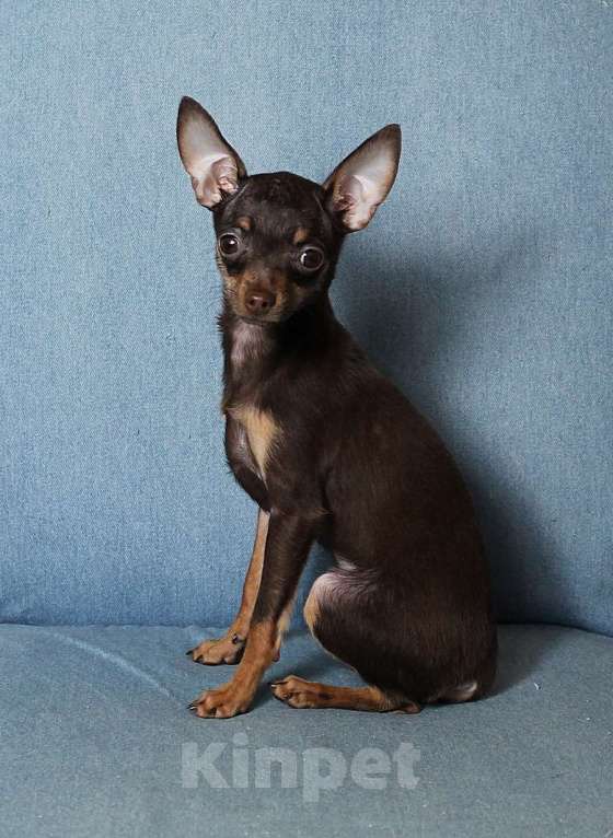 Собаки в Москве: Девочка русский той Девочка, 60 000 руб. - фото 4