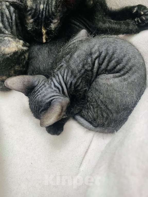 Кошки в Сочи: Котята Сфинкс Браш Мальчик, 10 000 руб. - фото 4