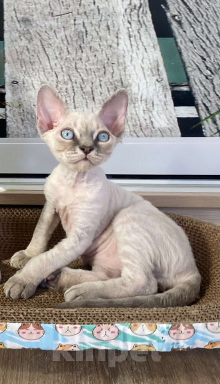 Кошки в Сочи: Котенок Девон рекс Мальчик, 55 000 руб. - фото 5