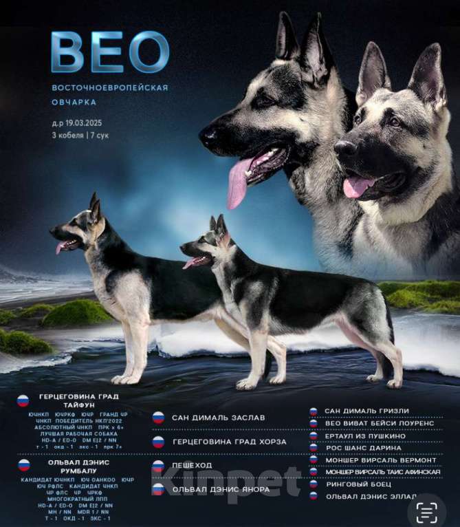 Собаки в Высоковске: Титания Девочка, 40 000 руб. - фото 2