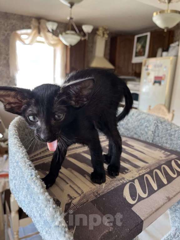 Кошки в Москве: Ориентальная черная девочка Девочка, Бесплатно - фото 3