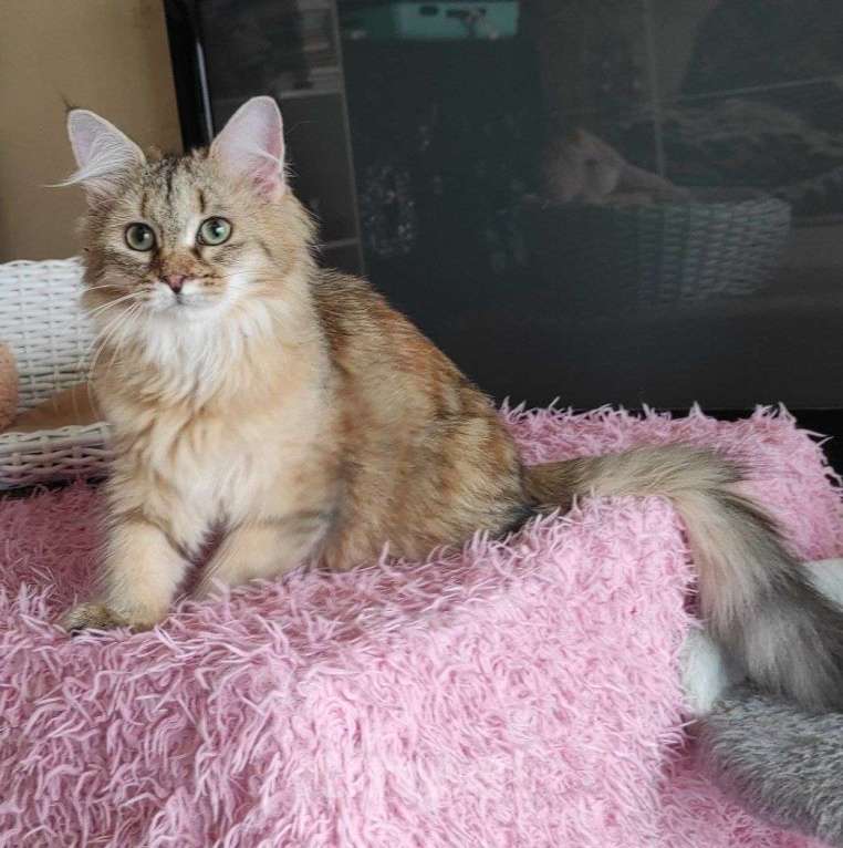 Кошки в Новосибирске: Wesnushka Девочка, 65 000 руб. - фото 7