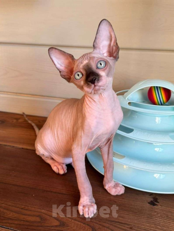 Кошки в Москве: Котята канадского сфинкса  Девочка, Бесплатно - фото 2