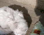 Кошки в Химках: КОШКА ищет хозяев в Химках Девочка, Бесплатно - фото 1