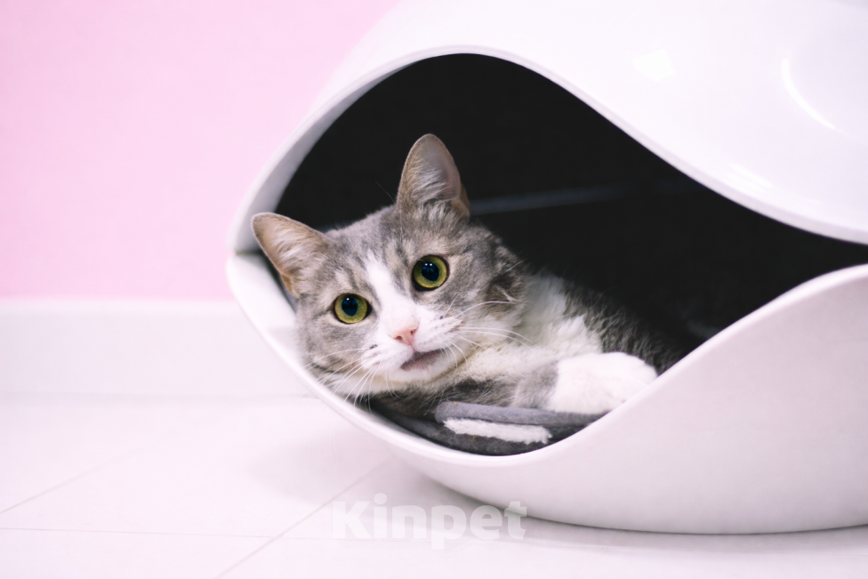 Кошки в Москве: Чикуля ищет своего человека  Девочка, Бесплатно - фото 3