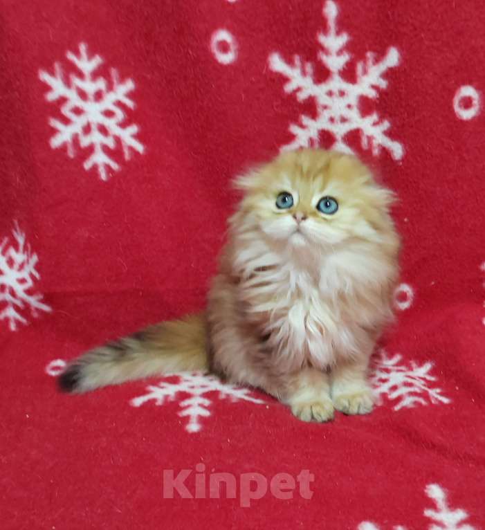 Кошки в Москве: Золотая мраморная кошечка хайленд Девочка, 40 000 руб. - фото 3