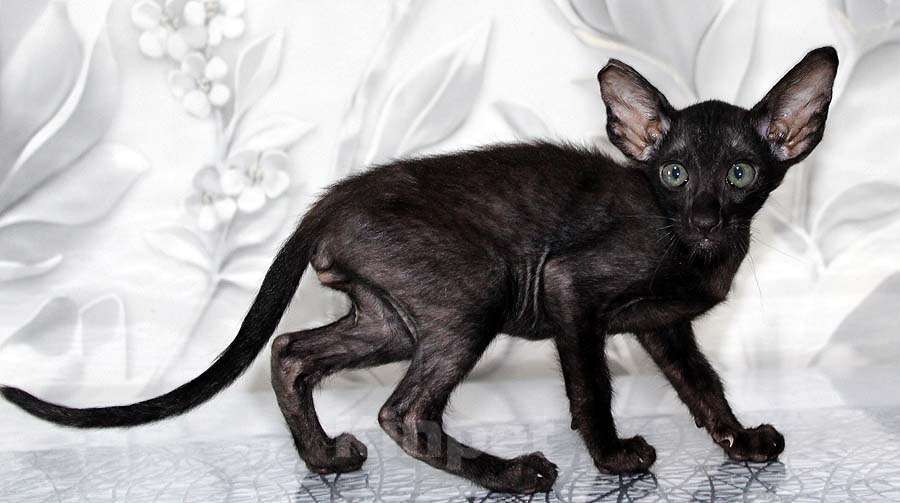 Кошки в Новосибирске: Котёнок Петерболд вариетта Мальчик, 35 000 руб. - фото 2