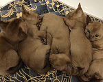 Кошки в Набережных Челнах: Бурманские котята Девочка, Бесплатно - фото 3