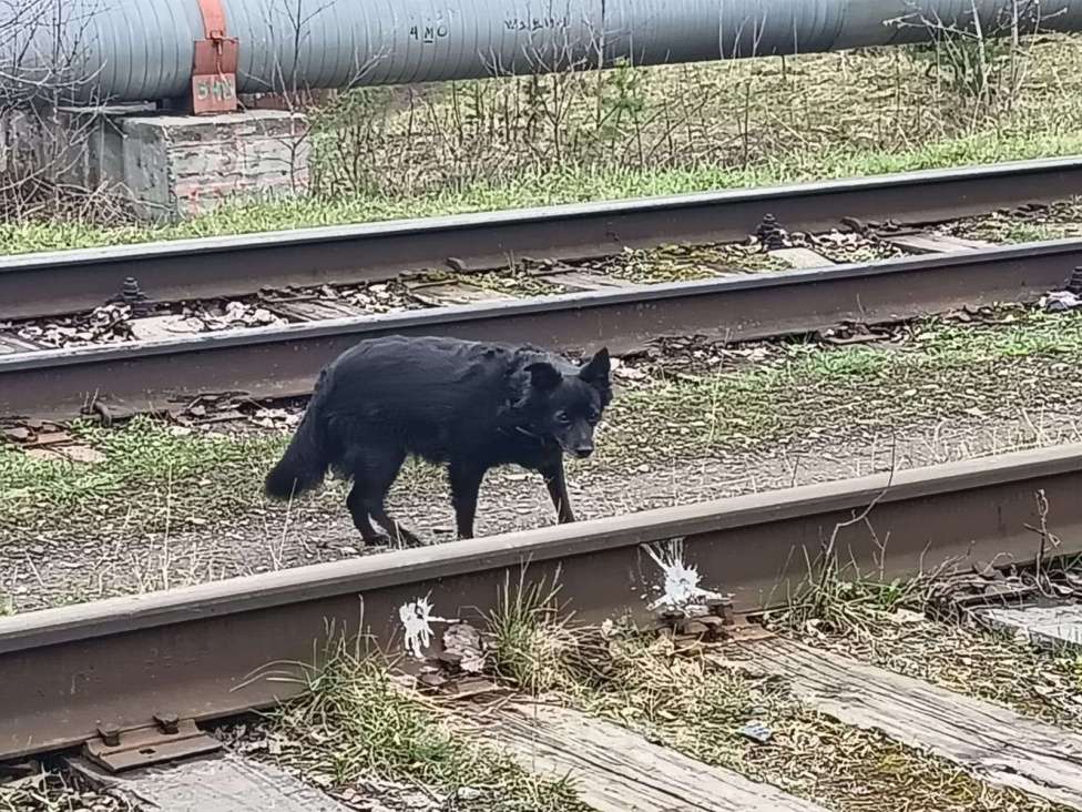 Собаки в Перми: Бегает собака в ошейнике Мальчик, Бесплатно - фото 2