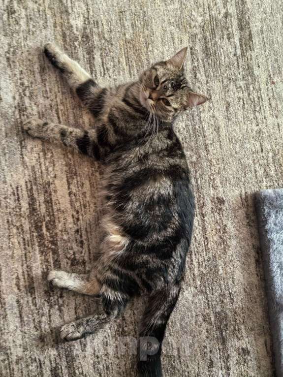 Кошки в Москве: Любимую  Бусинку отдадим в добрые руки Девочка, Бесплатно - фото 1