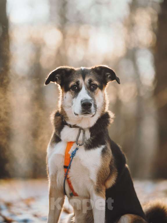 Собаки в Москве: Айриш. Та, что всё понимает... И очень ждёт. Девочка, Бесплатно - фото 2