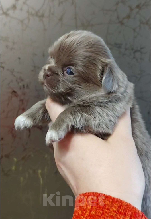 Собаки в Новосибирске: Девочка Чихуахуа Девочка, Бесплатно - фото 1