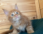 Кошки в Ярославле: Шикарный котенок Мейн -Кун Мальчик, 35 000 руб. - фото 5