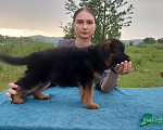 Собаки в Минусинске: Щенки немецкой овчарки дш Мальчик, 60 000 руб. - фото 2