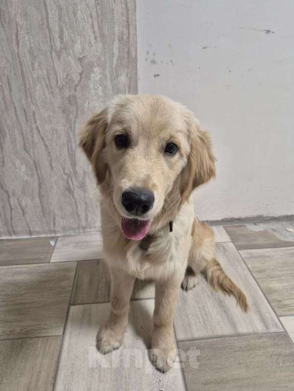 Собаки в Нижнем Новгороде: Золотистый ретривер щенок  Мальчик, 50 000 руб. - фото 7