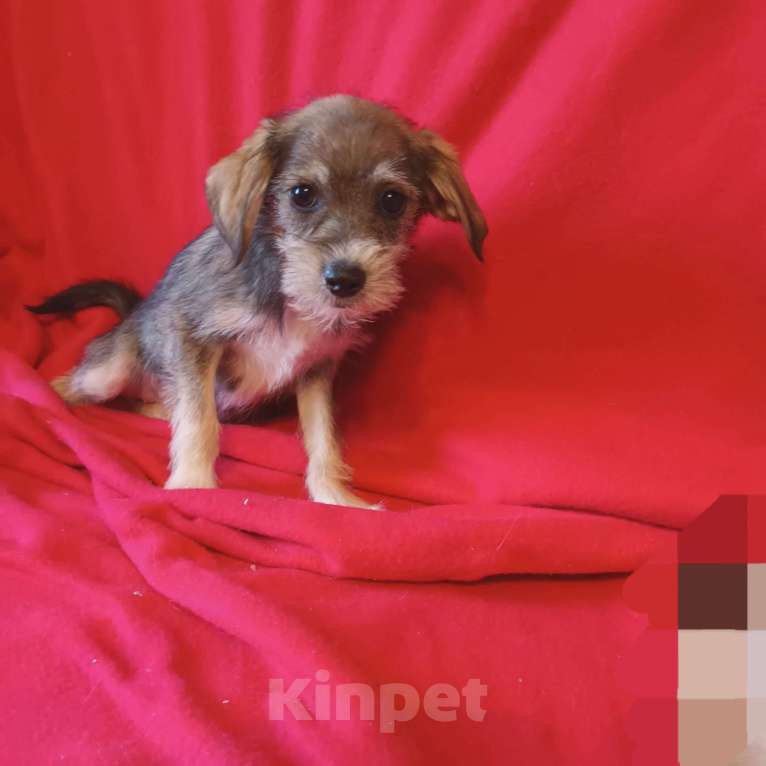 Собаки в Санкт-Петербурге: Щенок в добрые руки Девочка, Бесплатно - фото 1