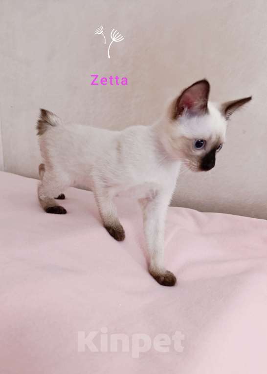 Кошки в Москве: Меконгский бобтейл , котенок  Девочка, 40 000 руб. - фото 4