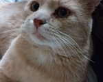 Кошки в Егорьевске: Потерялся кот Мальчик, 3 000 руб. - фото 3