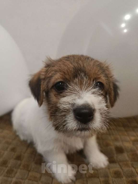 Собаки в Москве: Джек Рассел терьер Девочка, 25 000 руб. - фото 8