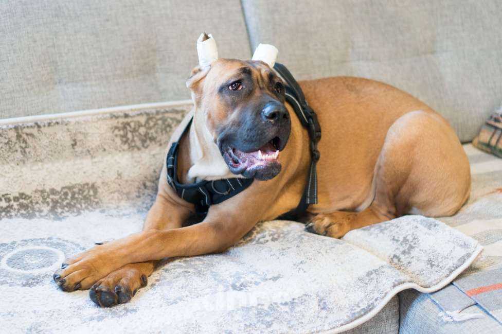 Собаки в Волоколамске: Щенок Кане-Корсо Девочка, 90 000 руб. - фото 3