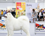 Собаки в Ижевске: Самоедская собака, 1 руб. - фото 4