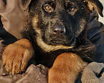 Собаки в других городах Московской области: Щенки немецкой овчарки рабочего разведения РКФ Мальчик, Бесплатно - фото 8