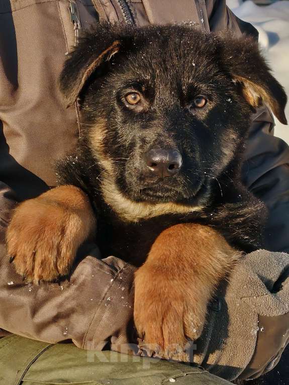 Собаки в других городах Московской области: Щенки немецкой овчарки рабочего разведения РКФ Мальчик, Бесплатно - фото 8
