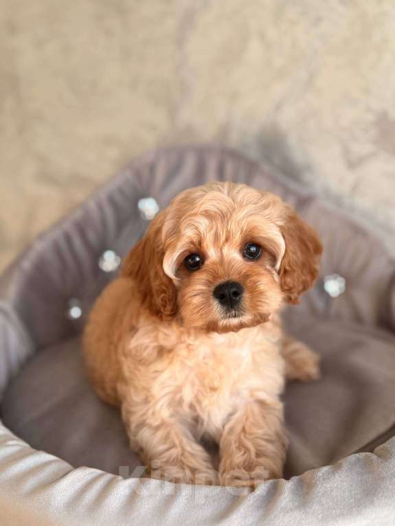 Собаки в Москве: Кавапу щенок Девочка, 120 000 руб. - фото 3