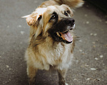Собаки в Москве: Берлин Мальчик, Бесплатно - фото 4
