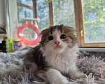 Кошки в Саратове: Котёнок  Мальчик, Бесплатно - фото 8